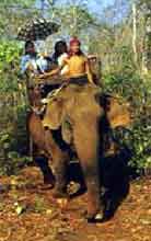 Elephant Riding